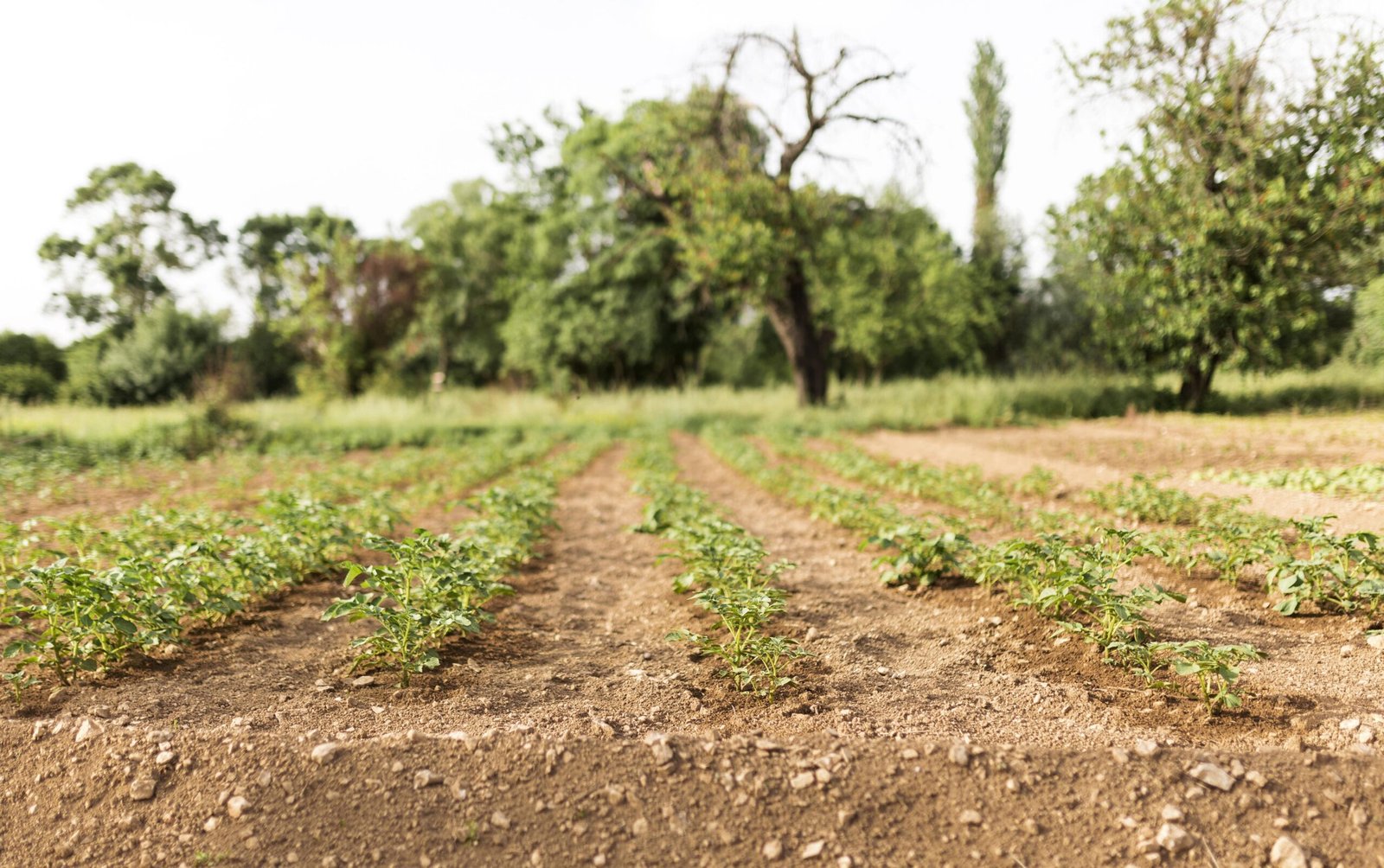 En este momento estás viendo Terrenos para cultivo: ¿son todos iguales?