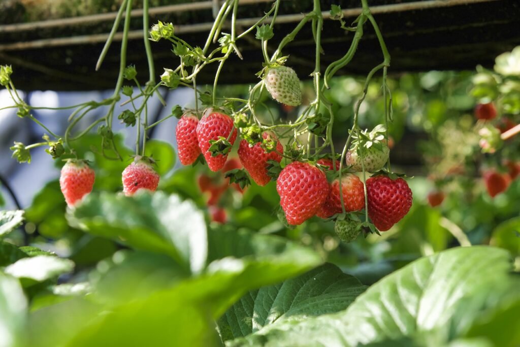 cultivo de fresas