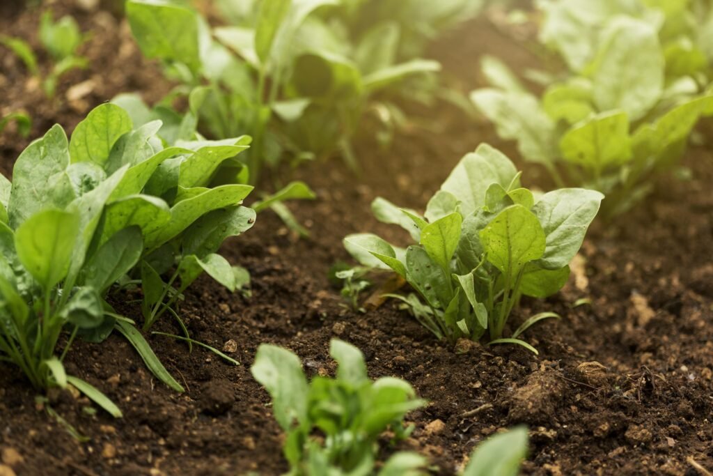 cultivo de lechugas