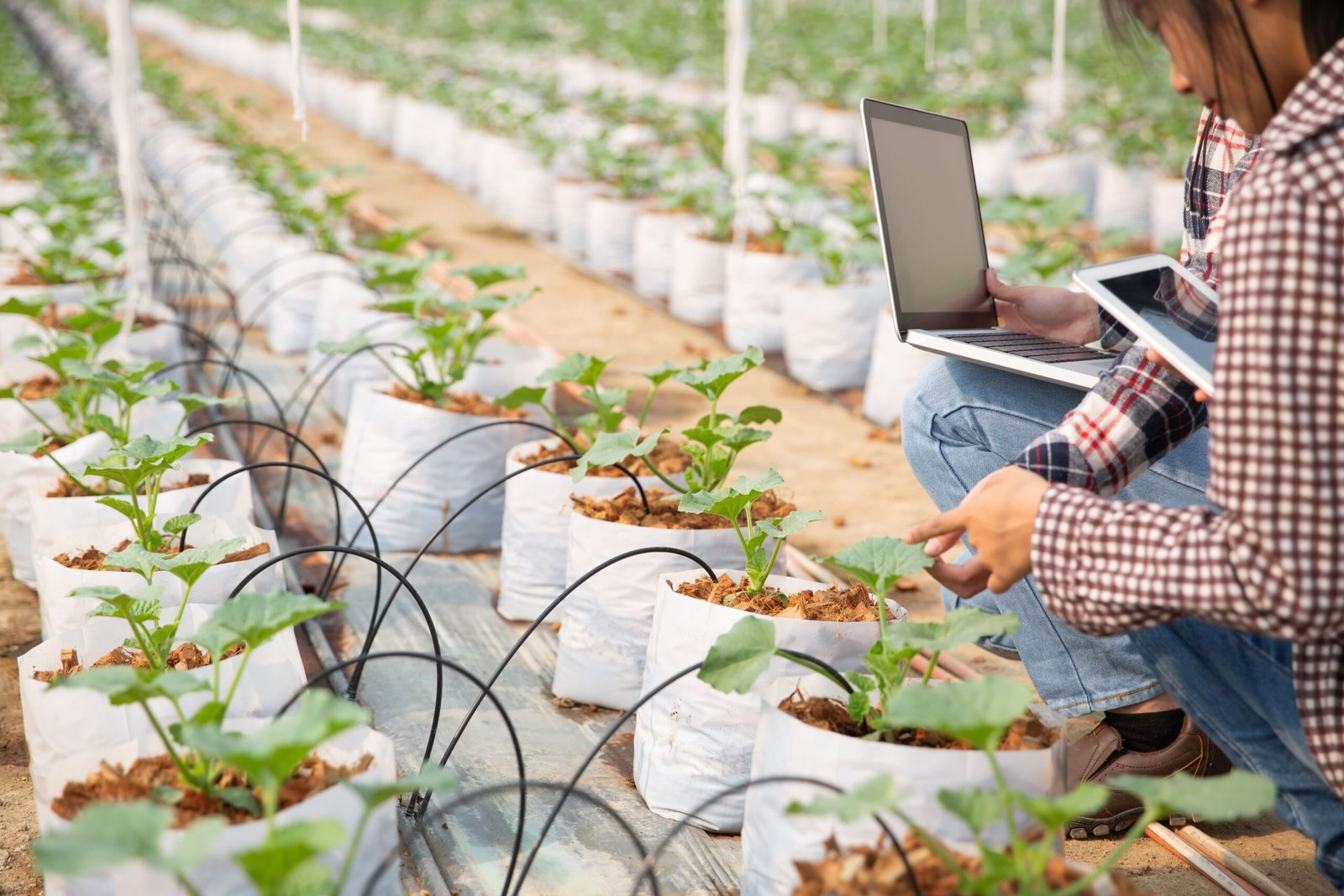 En este momento estás viendo Cómo puedo utilizar la tecnología en mi cultivo ecológico
