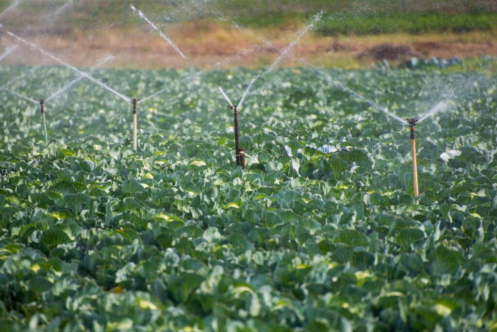 agricultura regadío