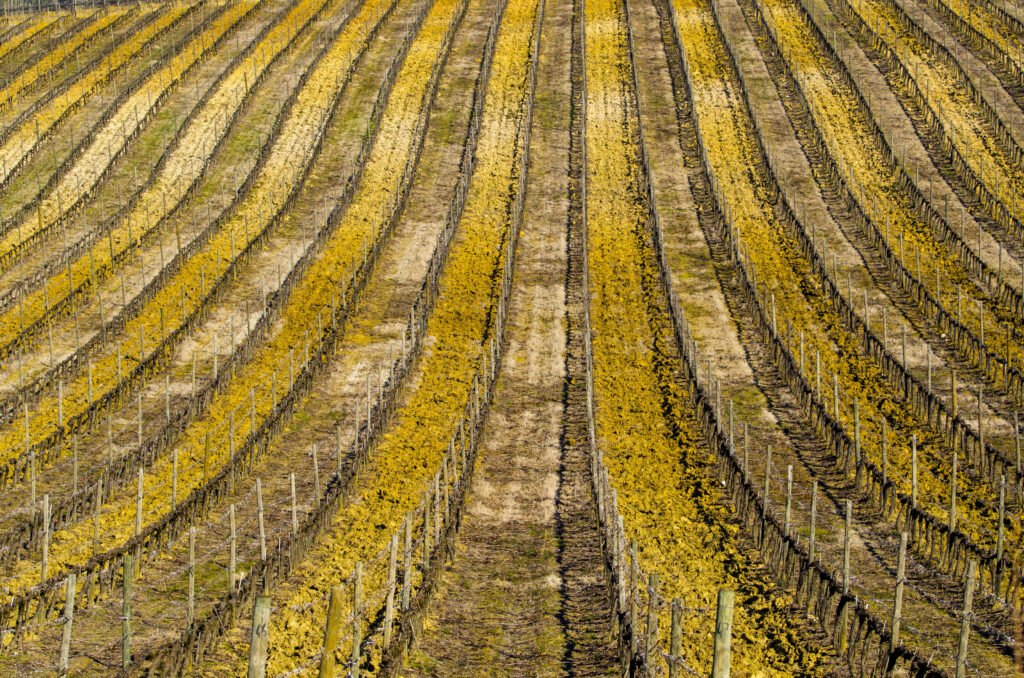 agricultura secano
