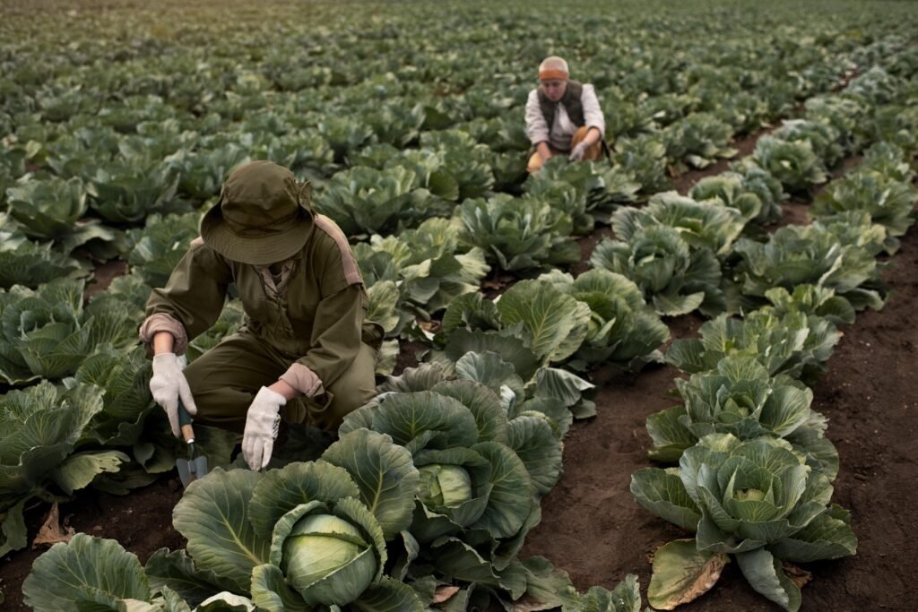 agricultura tradicional