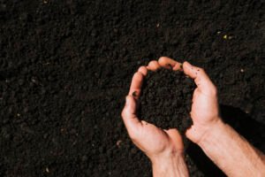 Lee más sobre el artículo ¿Qué importancia tienen los fertilizantes a la hora de cultivar productos orgánicos?