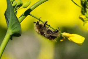 Lee más sobre el artículo Aliados naturales: insectos beneficiosos para el huerto ecológico